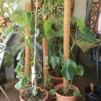 FILODENDRO - Philodendrum Monstera-appartamento