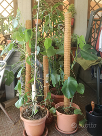 FILODENDRO - Philodendrum Monstera-appartamento