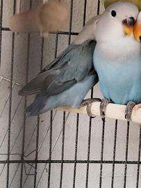 Pulli di inseparabili