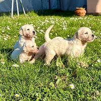 Cuccioli Golden Retriever