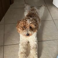 Barboncino per monta