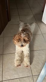 Barboncino per monta