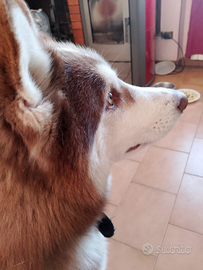 Siberian husky con pedigree