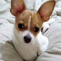 Chihuahua mini