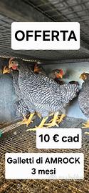 Galletti di galline amrock
