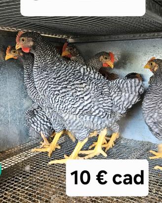 Galletti di galline amrock