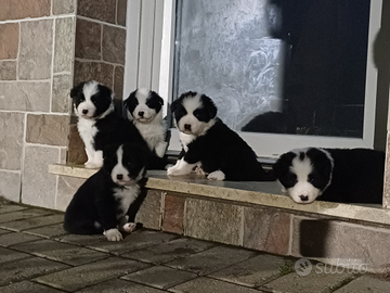 Cuccioli di Border Collie, toscana
