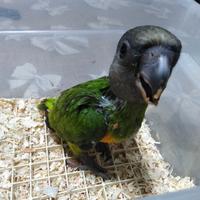 Pappagallo del Senegal allevato a mano