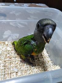 Pappagallo del Senegal allevato a mano