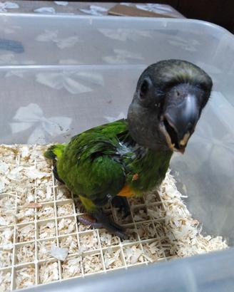 Pappagallo del Senegal allevato a mano