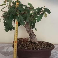 Bonsai di quercia 