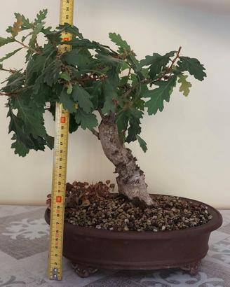 Bonsai di quercia 