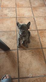 Bulldog francese