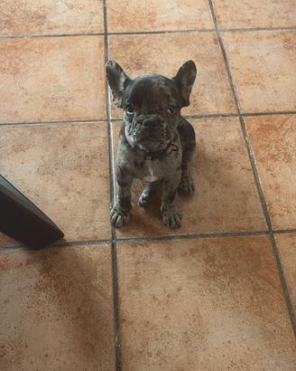 Bulldog francese