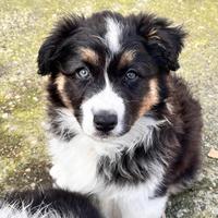 Australian black tricolor femmina con pedigree