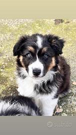 Australian black tricolor femmina con pedigree