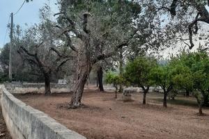 Terreno agricolo di circa 7.000 mq con Villino