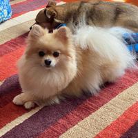 Cuccioli pronti Spitz nani di Pomerania