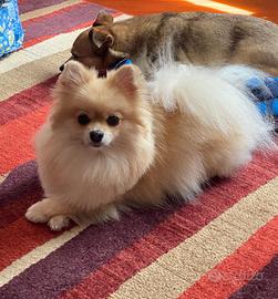 Cuccioli pronti Spitz nani di Pomerania