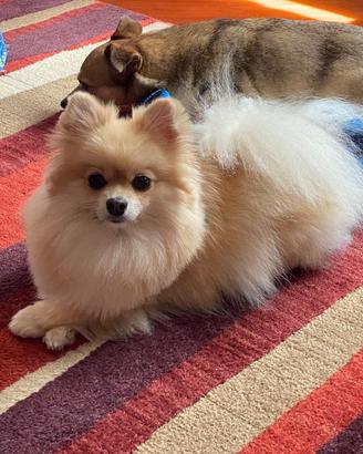 Cuccioli pronti Spitz nani di Pomerania