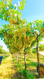 VIGNETO BIOLOGICO - Soave DOC e Pinot Grigio DOC
