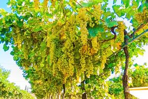 VIGNETO BIOLOGICO - Soave DOC e Pinot Grigio DOC
