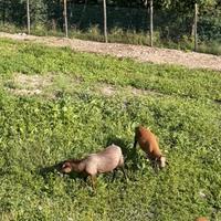 Maschi pecore Camerun