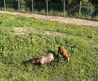 Maschi pecore Camerun