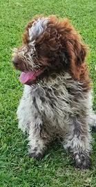 Lagotto.romagnolo