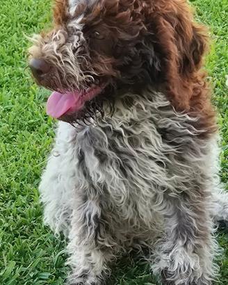 Lagotto.romagnolo