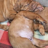 Allevamento di Dogue de Bordeaux