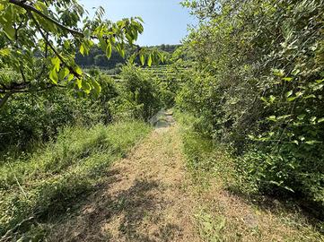 TER. AGRICOLO A MARANO DI VALPOLICELLA