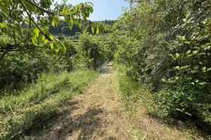 TER. AGRICOLO A MARANO DI VALPOLICELLA