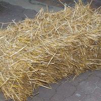 Paglia