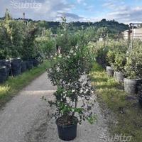 Piante pronte per siepe