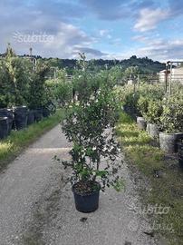 Piante pronte per siepe