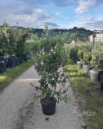 Piante pronte per siepe