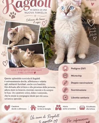 Cucciola di ragdoll con pedigree enfi