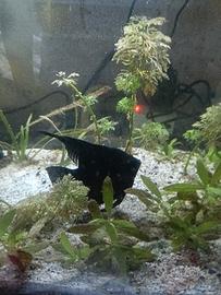 Total black 