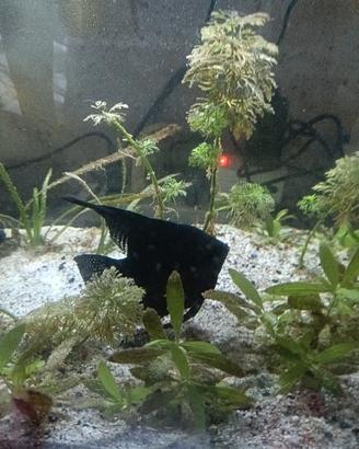 Total black 
