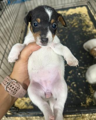 Cuccioli di Jack Russel