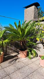 Pianta Cycas Revoluta 