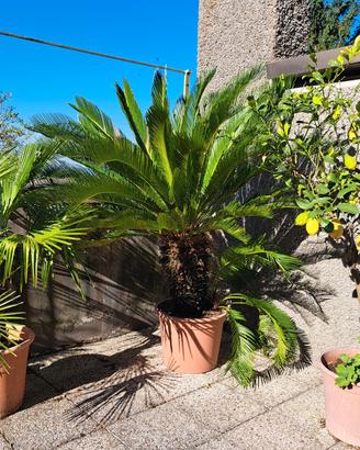 Pianta Cycas Revoluta 