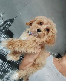 maltipoo toy
