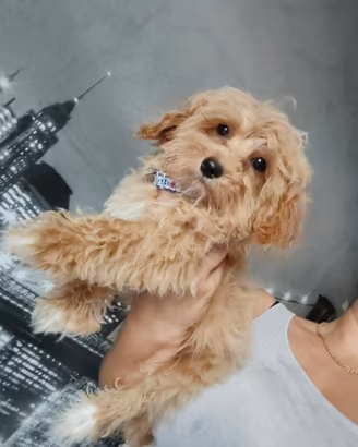 maltipoo toy
