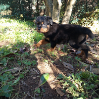 Cuccioli di ROTTWEILER con Pedigree pronti ritiro