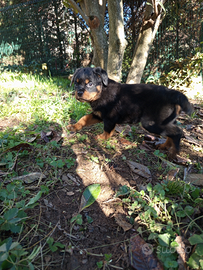 Cuccioli di ROTTWEILER con Pedigree pronti ritiro