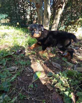 Cuccioli di ROTTWEILER con Pedigree pronti ritiro