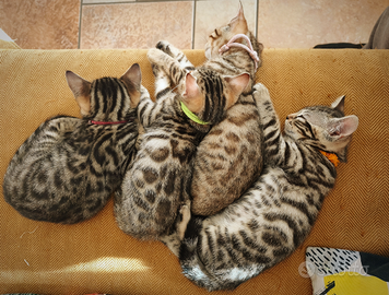 Cuccioli di Bengala 2 mesi