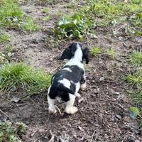 Springer spaniel inglese